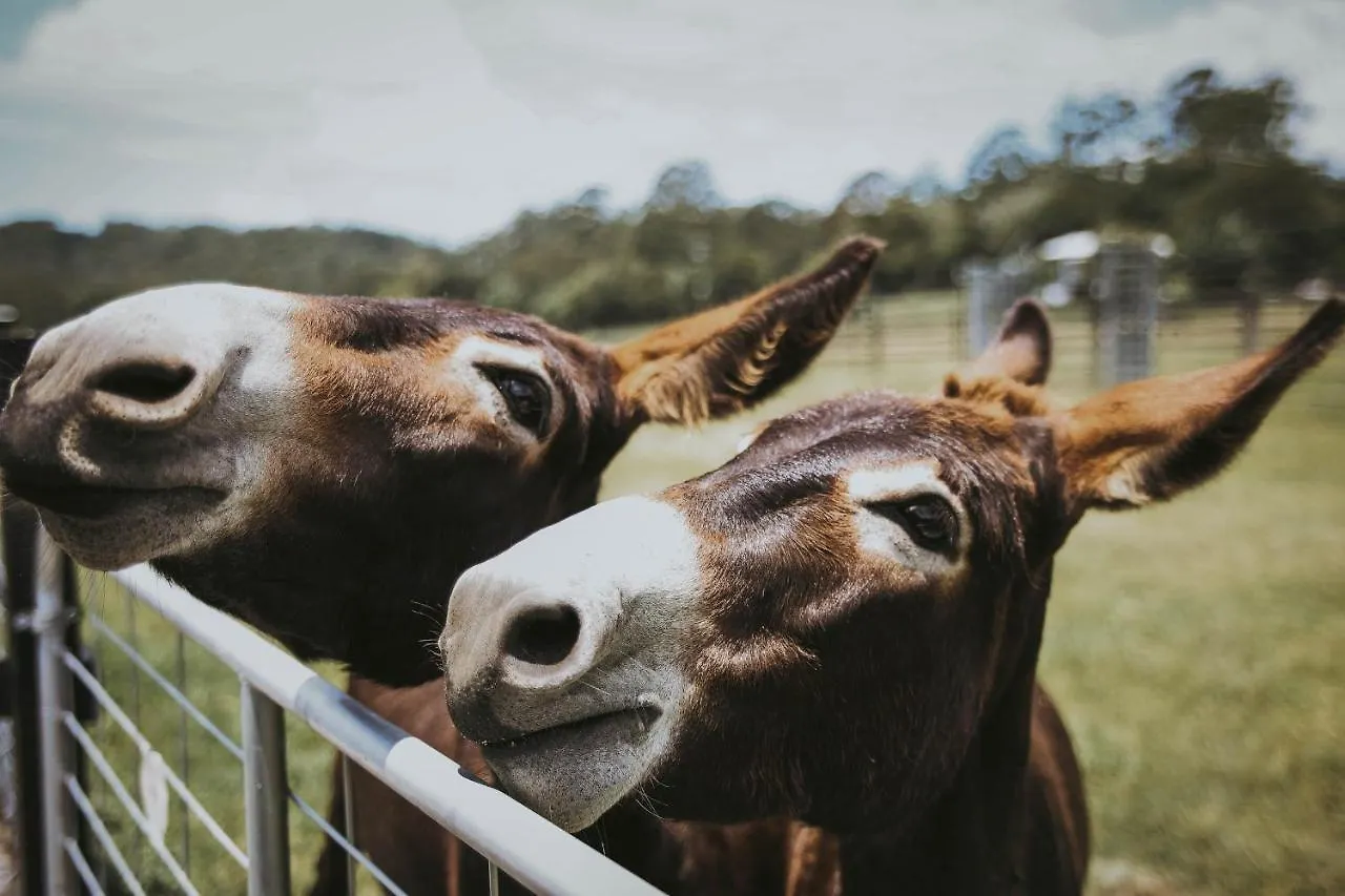Sixty6 Acres Sunshine Coast Farmstay Woombye