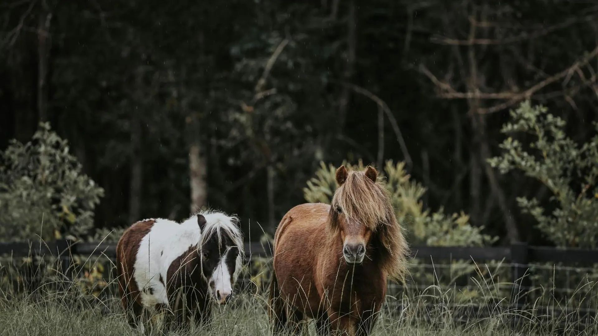 Sixty6 Acres Sunshine Coast Farmstay Woombye 0*,  Avustralya