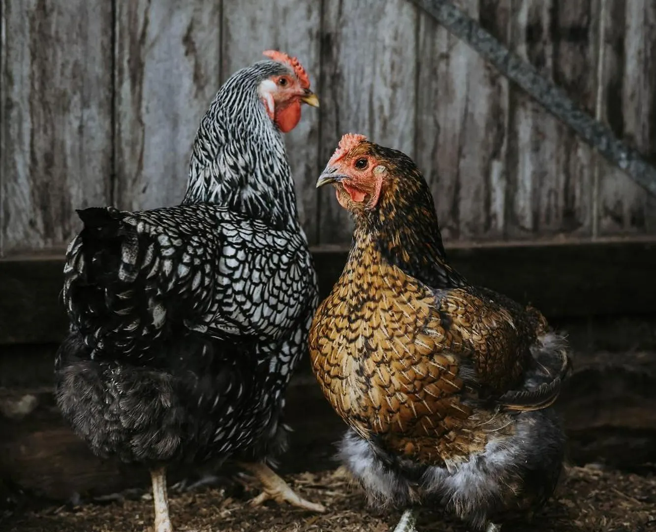 Sixty6 Acres Sunshine Coast Farmstay 움비